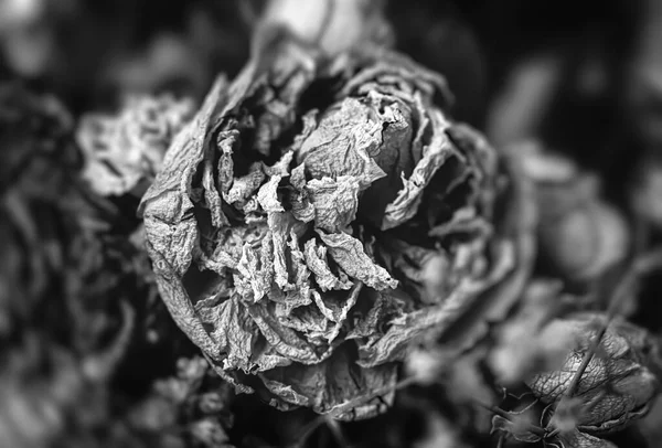 乾いたバラ 花束に黒と白のドライなバラの花のイメージをクローズアップ 生と死の概念 枯れた花 — ストック写真