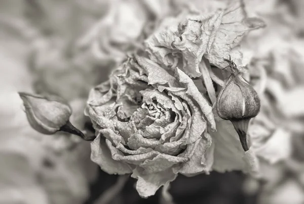 Dry Roses Close Black White Image Dried Rose Flowers Bouquet — Stock Photo, Image