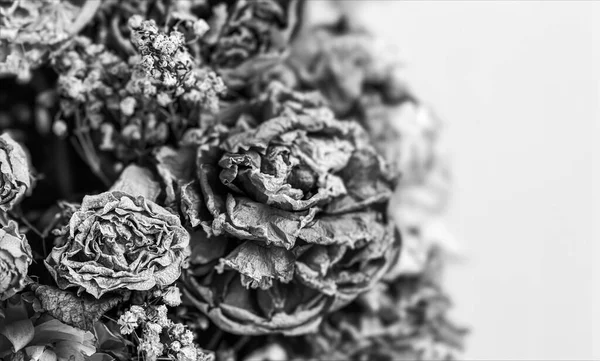 Trockene Rosen Nahaufnahme Eines Schwarz Weiß Bildes Von Getrockneten Rosenblüten — Stockfoto