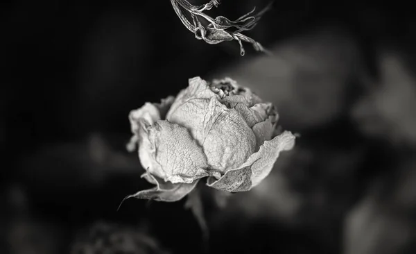 Сухі Троянди Крупним Планом Чорно Біле Зображення Сухих Трояндових Квітів — стокове фото