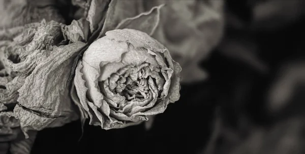 Trockene Rosen Nahaufnahme Eines Schwarz Weiß Bildes Von Getrockneten Rosenblüten — Stockfoto