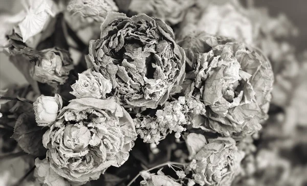 Dry Roses Close Black White Image Dried Rose Flowers Bouquet — Stock Photo, Image