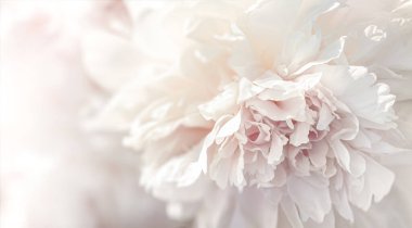 Şakayık yapraklı arka plan. Güneş ışığında açan pembe ve beyaz şakayıkların yumuşak odak görüntüsü. Seçici odaklanma. Sığ alan derinliği