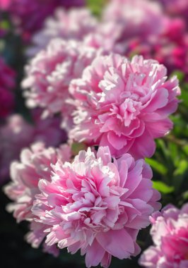 Güneş ışığındaki şakayıklar. Güneş ışığında açan pembe ve beyaz şakayıkların yumuşak odak görüntüsü. 