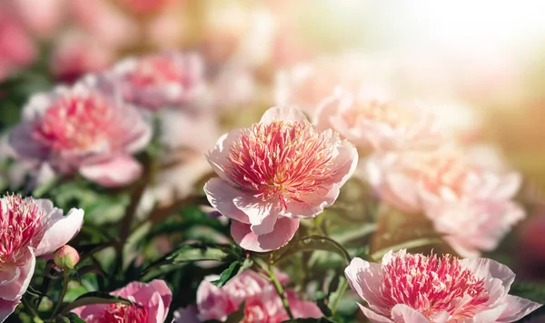Pivoňky Slunci Soft Focus Image Blooming Pink White Breonies Sun — Stock fotografie