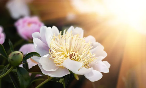 Peonías Luz Del Sol Imagen Foco Suave Peonías Blancas Florecientes —  Fotos de Stock