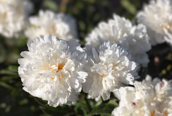 Gyöngyök Napfényben Puha Fókusz Kép Virágzó Fehér Bazsarózsa Napfényben — Stock Fotó
