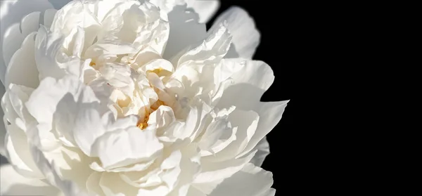 Peonies Sunlight Soft Focus Image Blooming White Peonies Sun Light — Stock Photo, Image