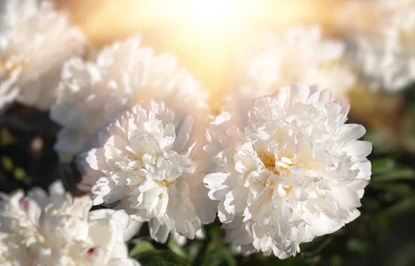 Pioenen Het Zonlicht Zachte Focus Afbeelding Van Bloeiende Witte Pioenen — Stockfoto