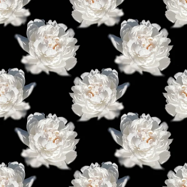 Floral background. Seamless pattern with peony flower isolated on black background