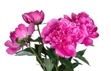 Açık arkaplanda güzel pembe bir çiçek. Beyaz arka planda soyutlanmış şakayık çiçekleri