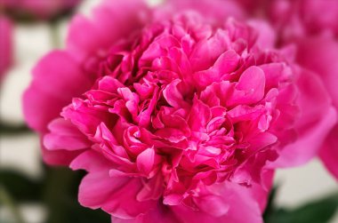 Açık arkaplanda güzel pembe bir Peonie çiçeği. Şakayık çiçekleri. 