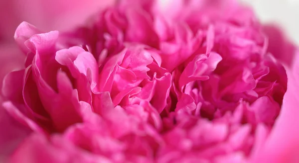 배경에는 아름다운 분홍빛 꽃송이들 — 스톡 사진
