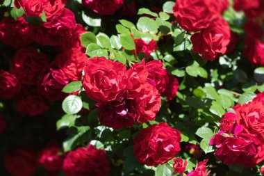 Çiçek arkaplan. Güzel kırmızı güller yaz sabahı bahçesinde Aydınlık yaz günü arka planında