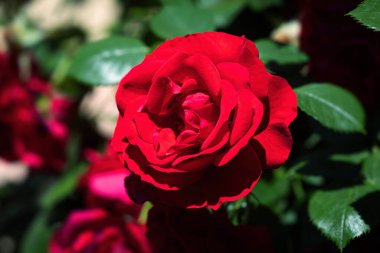 Çiçek arkaplan. Güzel kırmızı güller yaz sabahı bahçesinde Aydınlık yaz günü arka planında