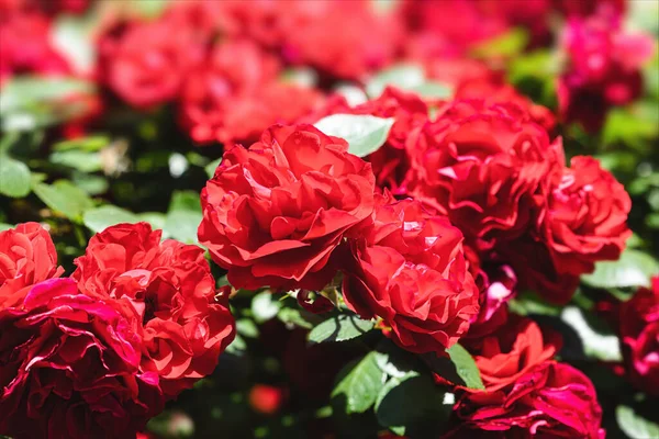 Virágos Háttér Gyönyörű Vörös Rózsa Bokor Nyáron Reggel Kert Fényes — Stock Fotó