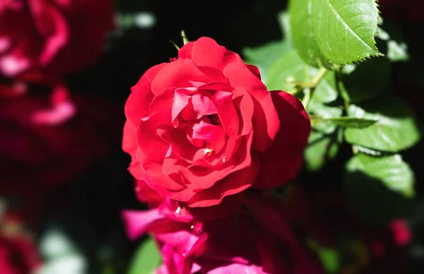 Virágos Háttér Gyönyörű Vörös Rózsa Bokor Nyáron Reggel Kert Fényes — Stock Fotó