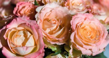 Güneş ışığında bir buket turuncu gül. Çiçek arka planı