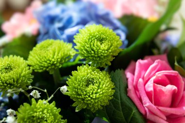 Çiçek arkaplan. Yeşil yıldız yıldızının güneş ışığına yakın çekim