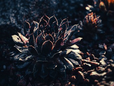 Kayaların arasında sulu yetişiyor. Bahçede dekoratif bir yer. Taşların arasında sulu suları var.