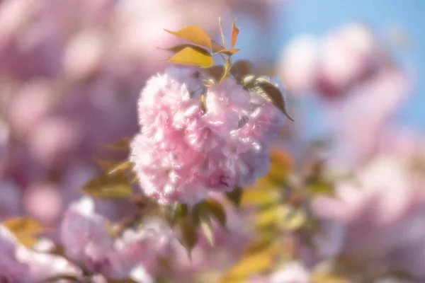 Bloeiende Sakura Boom Natuur Achtergrond Close Kersenbloesem Sakura Het Voorjaarsseizoen — Stockfoto