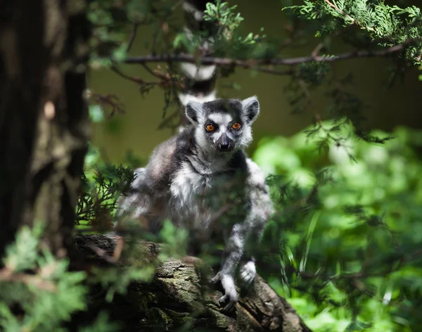 Lemur catta — Stockfoto