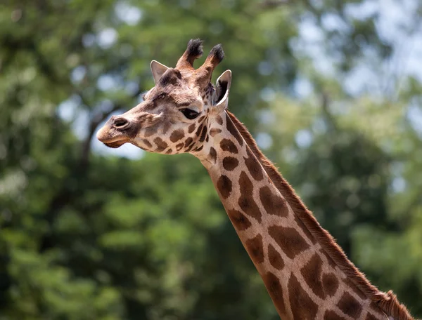 Retrato de uma jovem girafa — Fotografia de Stock