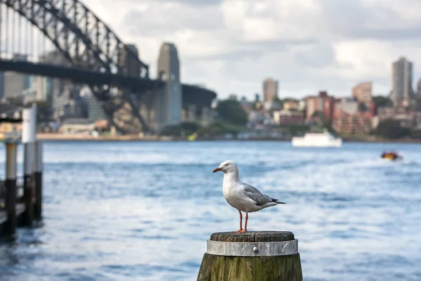 Mewa w Sydney Harbour — Zdjęcie stockowe