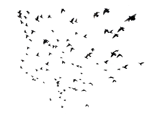 De nombreux oiseaux volent dans le ciel — Photo