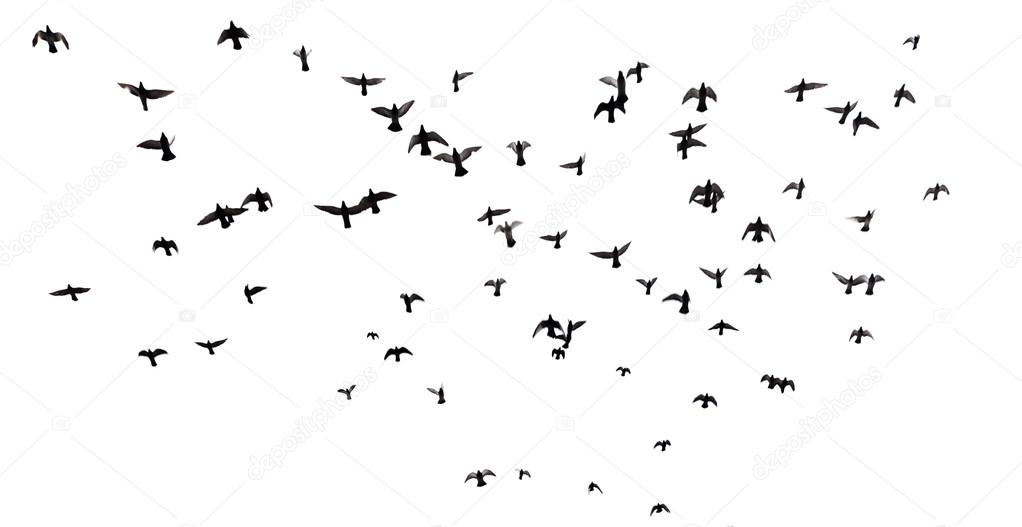 Many birds flying in the sky