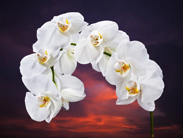 白の胡蝶蘭 — ストック写真