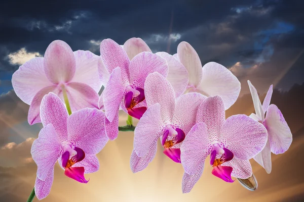 Phalaenopsis — Stockfoto