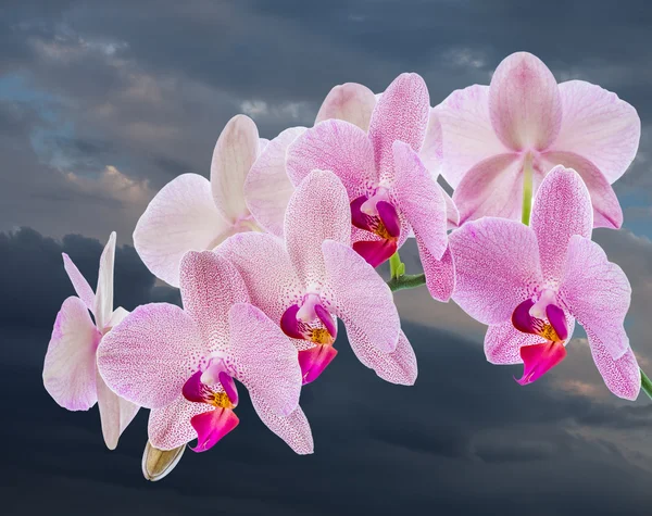 Phalaenopsis — Fotografia de Stock