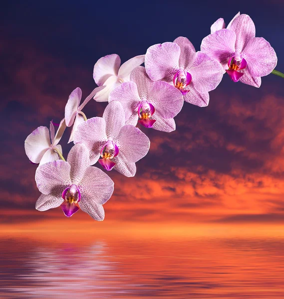 Orchidea — Foto Stock