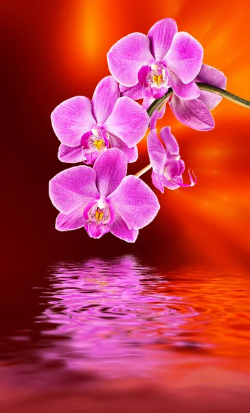 Orchidea rosa e riflesso dell'acqua — Foto Stock