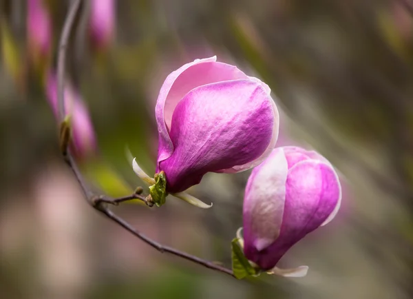 Blossoming magnolia flowers — Stock Photo, Image