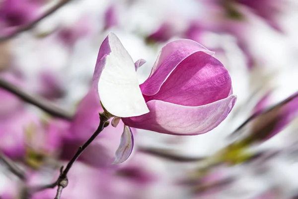 Blossoming magnolia flowers — Stock Photo, Image