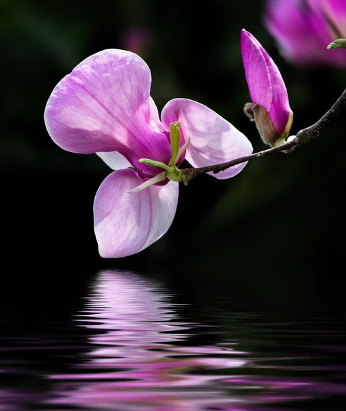 Blühende Magnolienblüten — Stockfoto