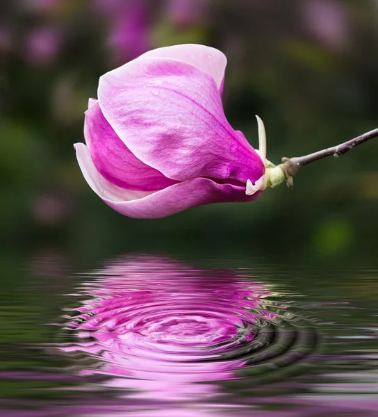 Bloeiende magnolia bloemen — Stockfoto