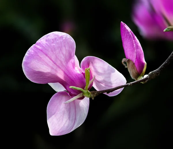 Çiçek açması Manolya çiçek — Stok fotoğraf