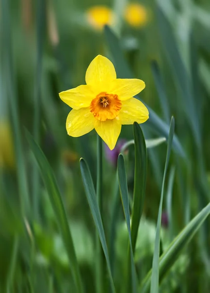 Sárga nárcisz virág, zöld fűben — Stock Fotó