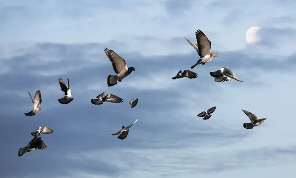 Pigeons volant vers le soleil — Photo