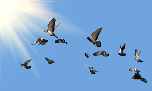 Pigeons flying to the sun