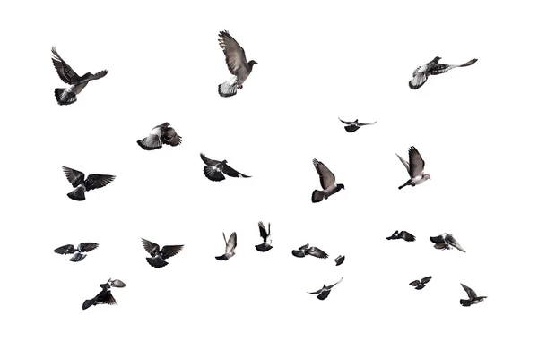 Летучие голуби — стоковое фото
