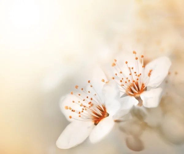 Lente bloemen bloeien in zonnige dag — Stockfoto