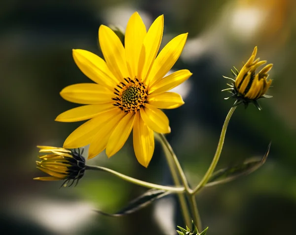 Topinambur kwiaty — Zdjęcie stockowe