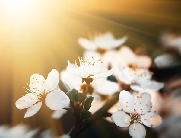 Fleurs de printemps fleurissent dans la journée ensoleillée — Photo