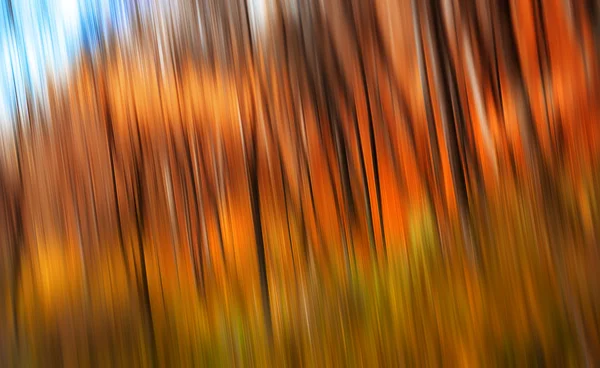 Trees in an autumn forest — Stock Photo, Image