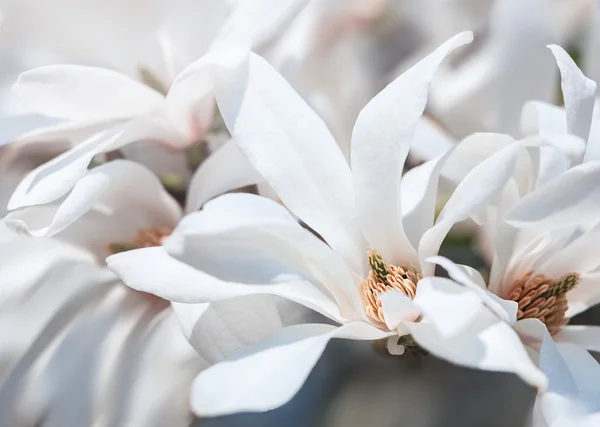 Magnolia en fleurs — Photo