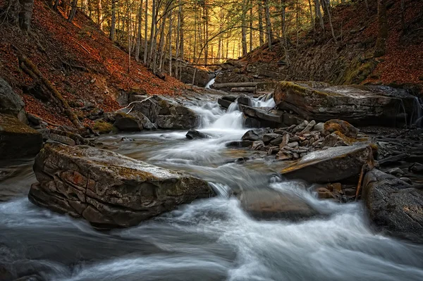 Autumn Forest With Creek — Stock Photo, Image